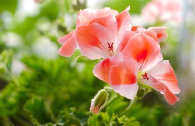 鼓動(dòng)溜槽廠家